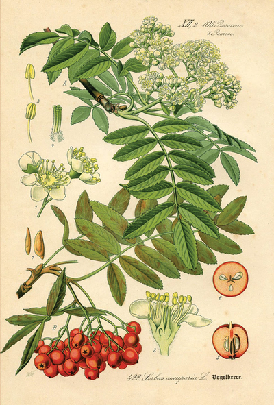 Sorbus aucuparia