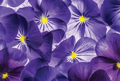 Purple pansies