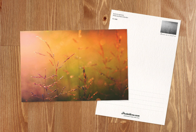 Autumn grasses