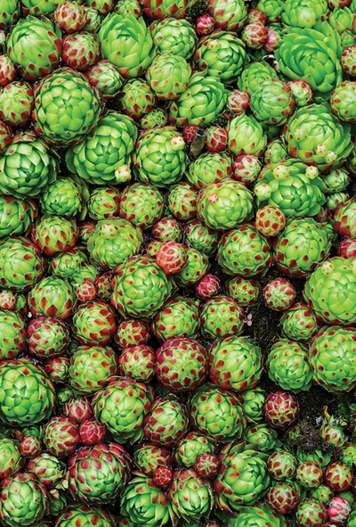 Green heads