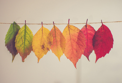 Colorful autumn leaves