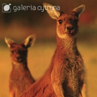 Galeria Cytryna - Kangaroo mother