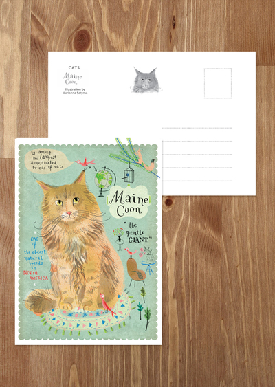 Maine Coon cat