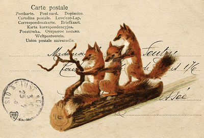 Three foxes