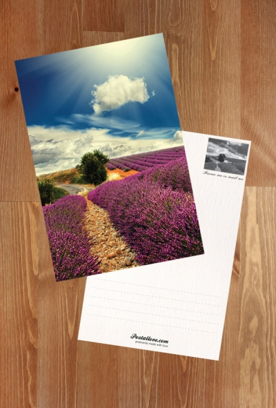 Lavender Field