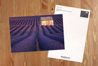 Lavender house