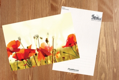 Poppy Fields