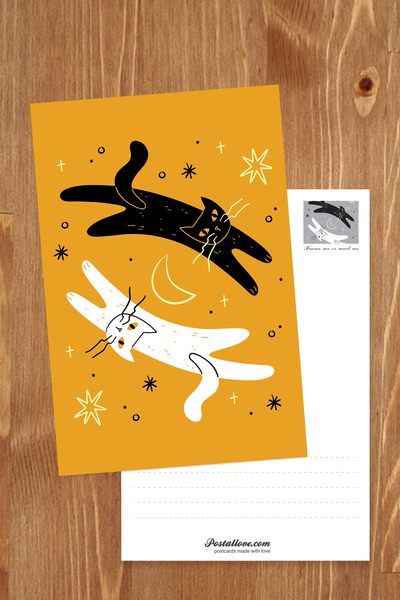 White Cat & Black Cat