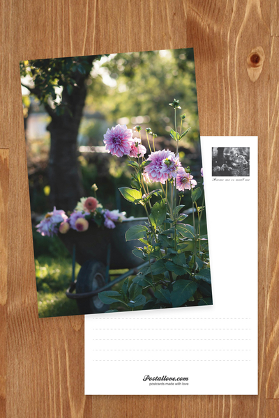 Garden of Dahlias