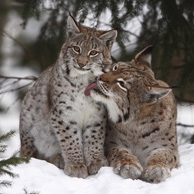 Lynxes