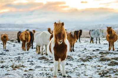 Winter Ponies