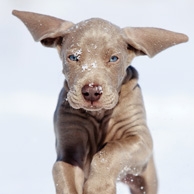 Puppy in the snow