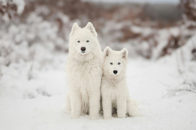 Winter Friends