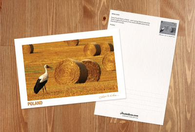 Poland - Love to be here ... - stork