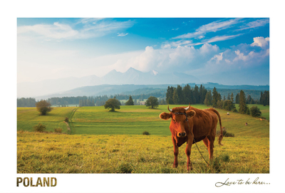 Poland - Love to be here... - Landscape with a cow, Pieniny Mountains