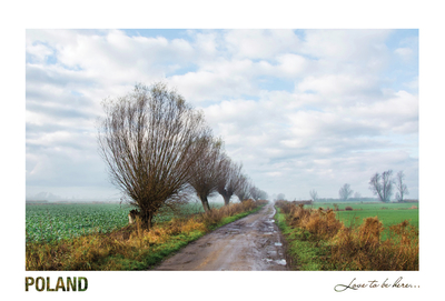 Poland - Love to be here... - Spring willows