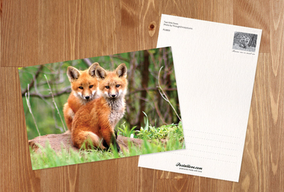 Two little foxes