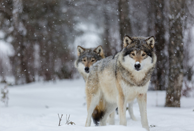 Two wolves