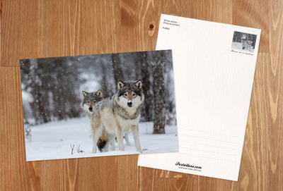 Two wolves