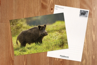 Wild boar