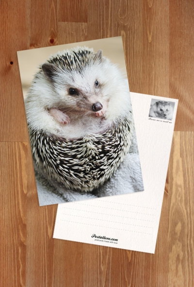 An African Pygmy Hedgehog