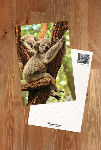 Koalas