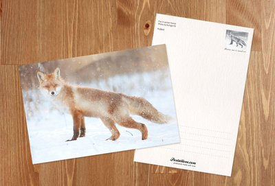 Fox in winter forest