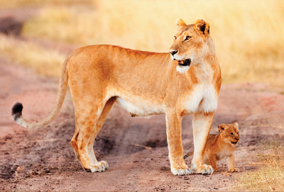 Lioness & lion cub