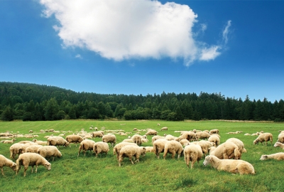 Herd of sheep on mountain meadow