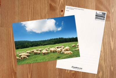 Herd of sheep on mountain meadow