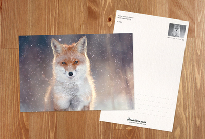 Portrait of a fox