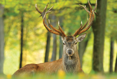 Red deer