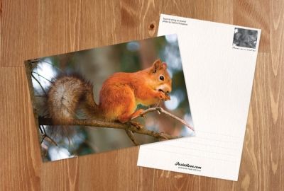 Squirrel