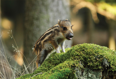 Spring young wild boar