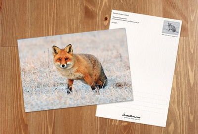 Red fox
