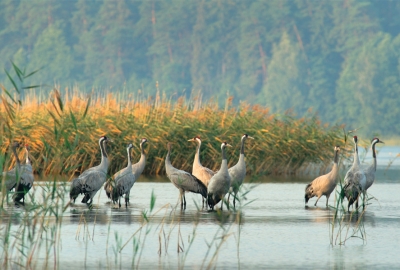 Cranes