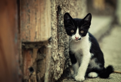 Black and white kitten