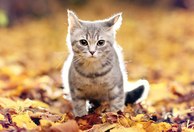 Autumn kitten
