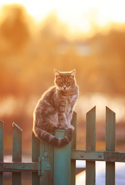 Cat on the fence