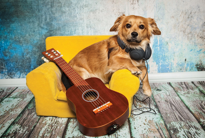 Dog with a guitar