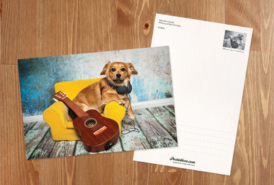 Dog with a guitar