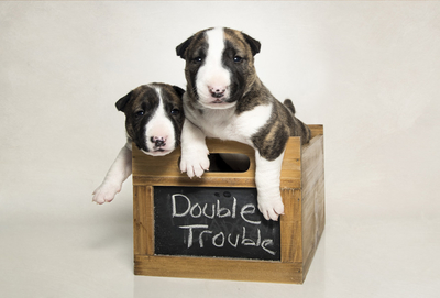 Double Trouble