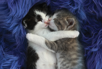 Cuddling kittens