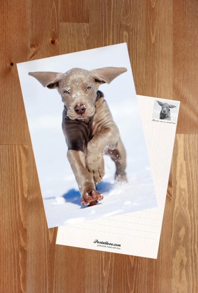 Puppy in the snow