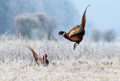 Common pheasant