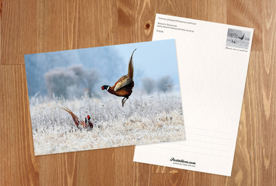 Common pheasant