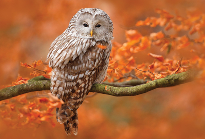 Ural owl
