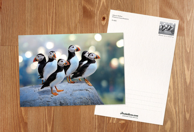 Puffins