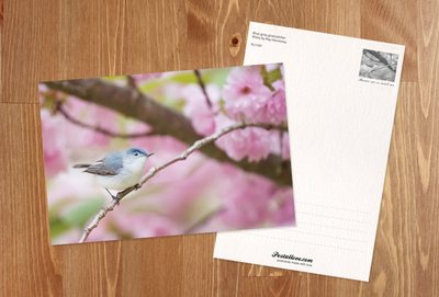 Blue-gray gnatcatcher