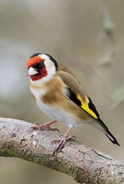 European Goldfinch